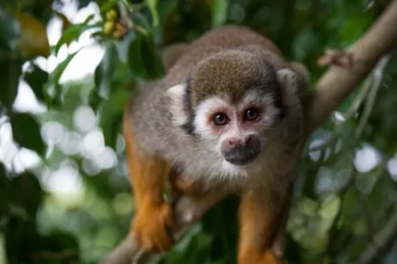 Zipline Adventure Punta Cana