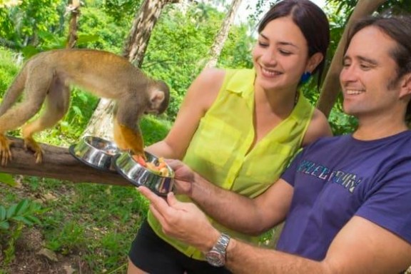 monkey land by runners adventures