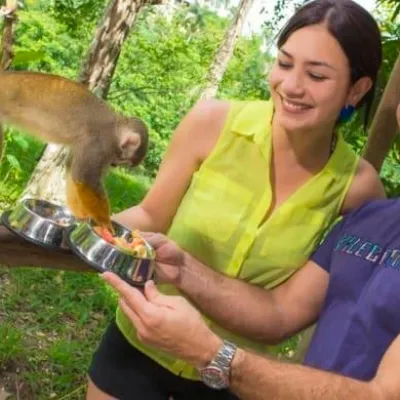 monkey land by runners adventures