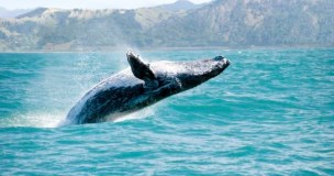 Runners Adventures Dominican Republic