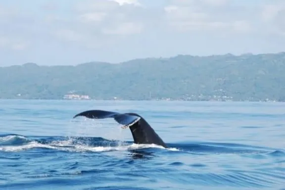 Whale Watching & Bacardi Island