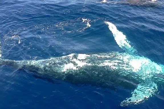 Whale Watching & Bacardi Island