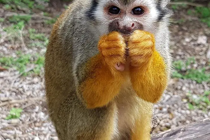Girls playing with a Monkey