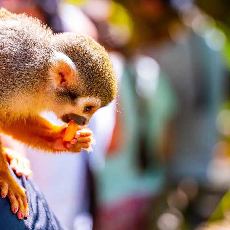 a close up of a monkey