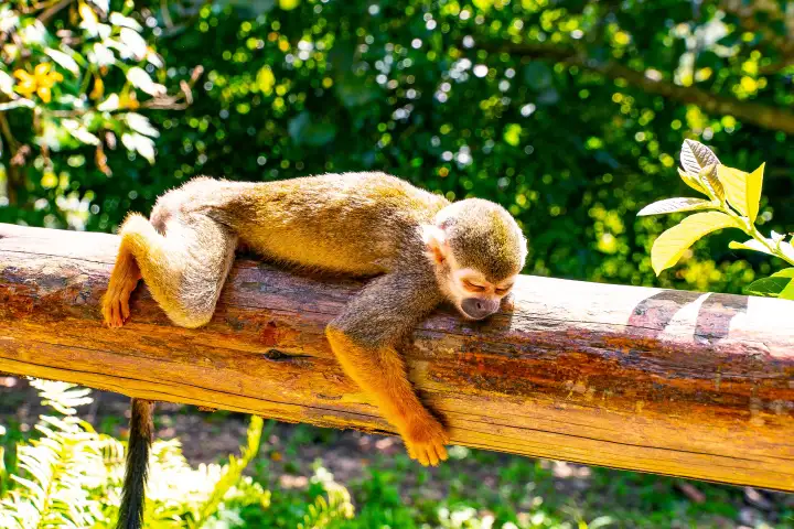 a bird sitting on top of a wooden bench