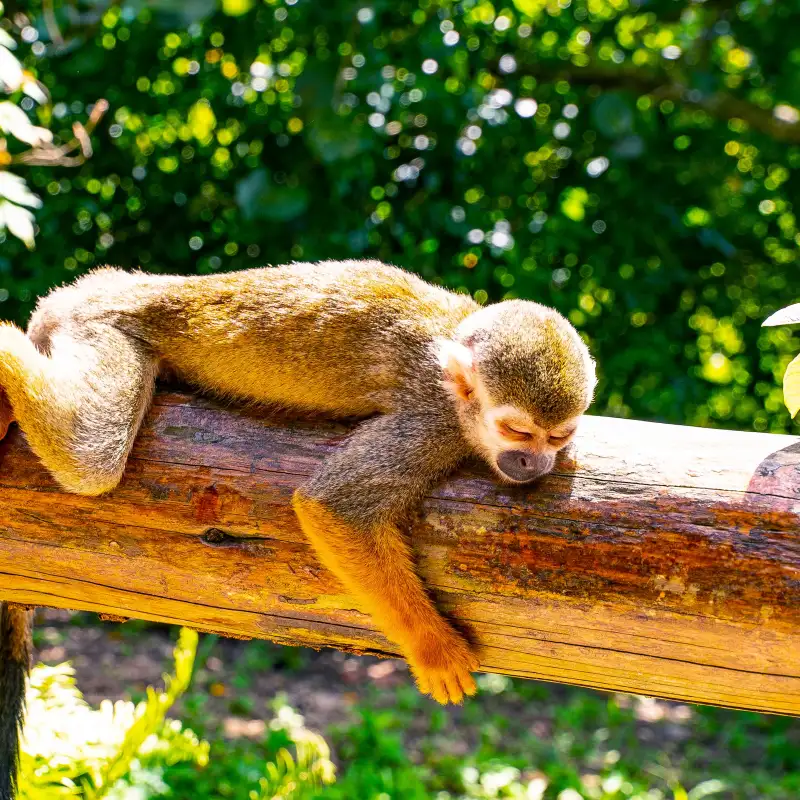 a bird sitting on top of a wooden bench