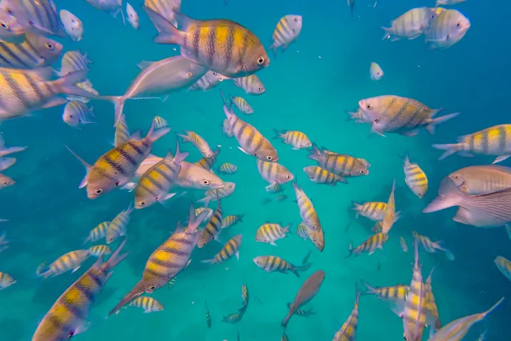 A school of colorful striped fish swimming in clear blue water.
