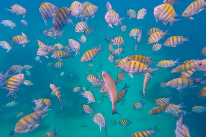 School of colorful fish swimming underwater in clear blue ocean.
